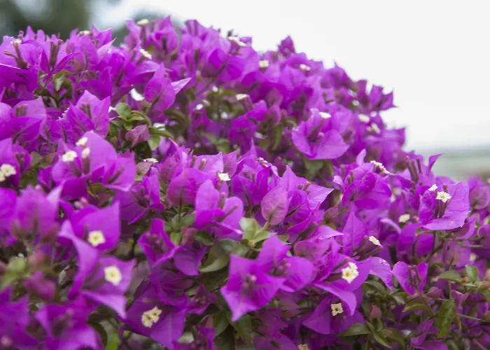 Luna Di Miele Отель типа 