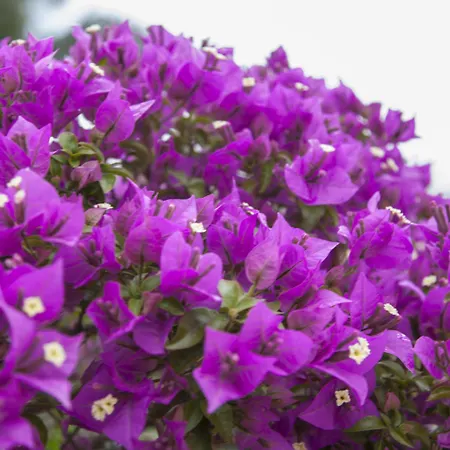 Luna Di Miele Bed & Breakfast